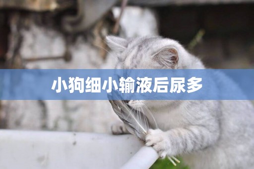小狗細小輸液后尿多
