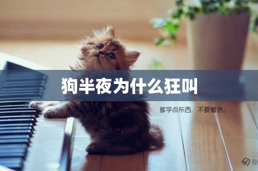 狗半夜為什么狂叫