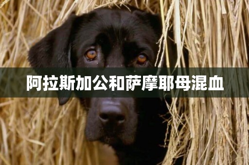 阿拉斯加公和薩摩耶母混血