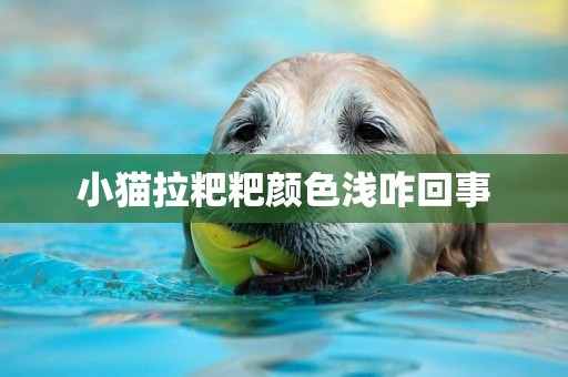 小貓拉粑粑顏色淺咋回事