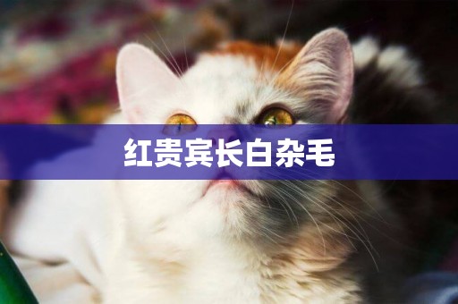 紅貴賓長白雜毛
