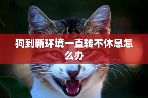 狗到新環境一直轉不休息怎么辦