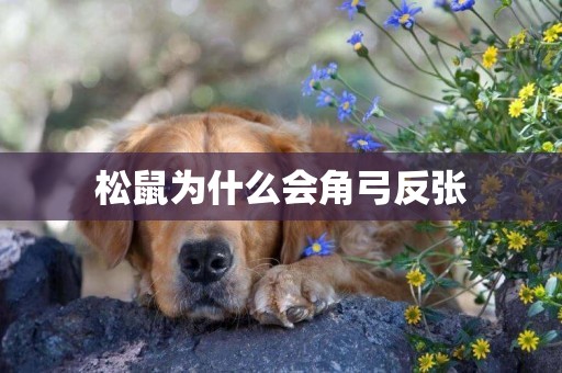 松鼠為什么會角弓反張