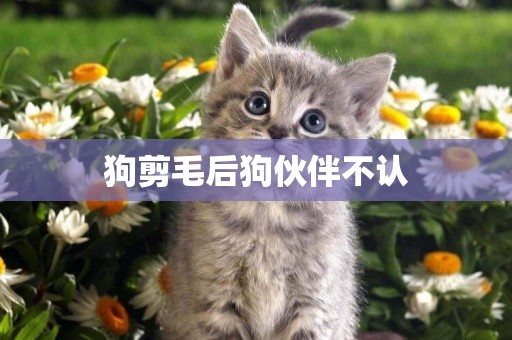 狗剪毛后狗伙伴不認