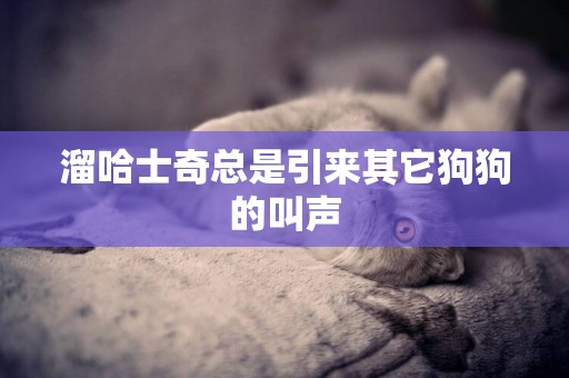 溜哈士奇總是引來其它狗狗的叫聲