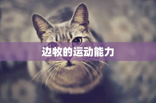 邊牧的運動能力