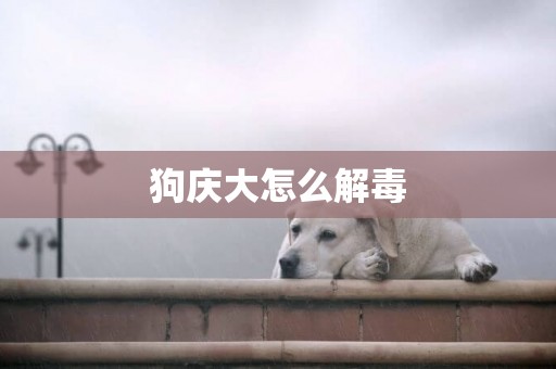 狗慶大怎么解毒
