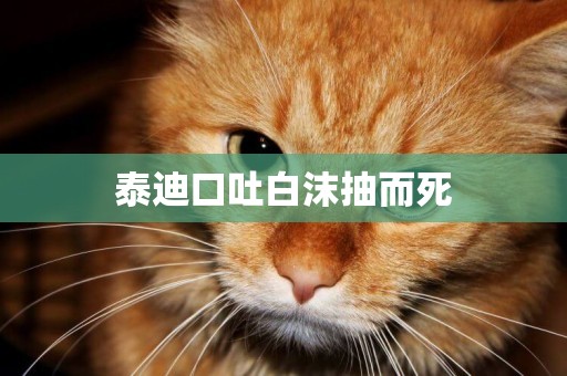 泰迪口吐白沫抽而死