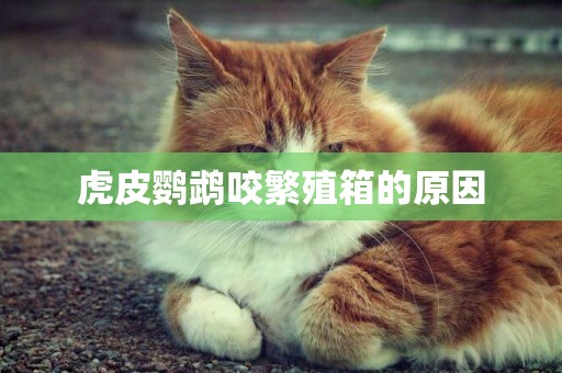 虎皮鸚鵡咬繁殖箱的原因