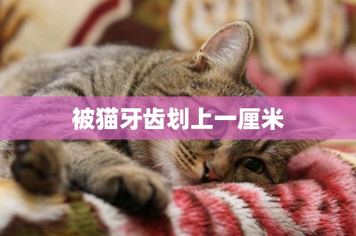 被貓牙齒劃上一厘米