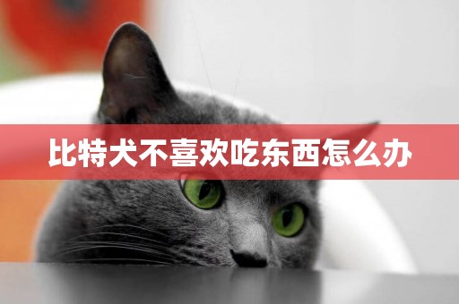 比特犬不喜歡吃東西怎么辦
