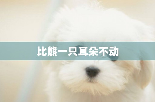 比熊一只耳朵不動