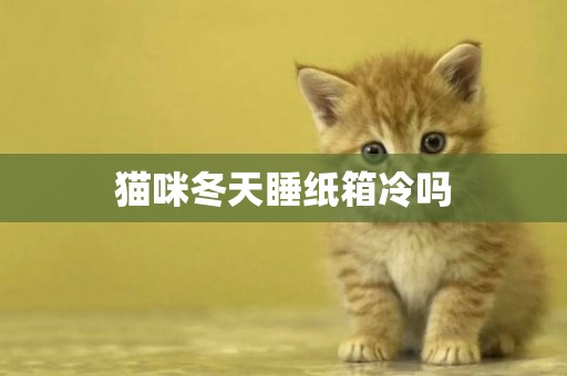 貓咪冬天睡紙箱冷嗎