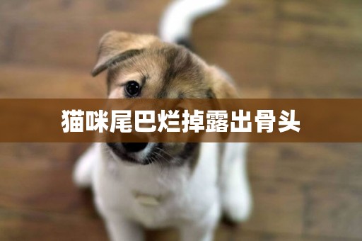 貓咪尾巴爛掉露出骨頭