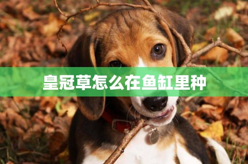 皇冠草怎么在魚缸里種