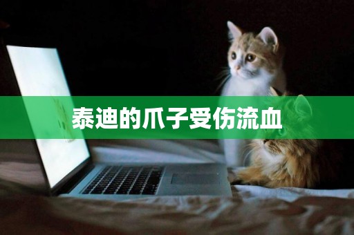 泰迪的爪子受傷流血