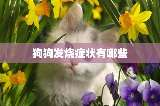 狗狗發燒癥狀有哪些