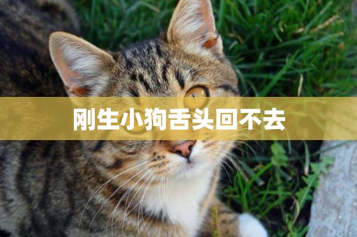 剛生小狗舌頭回不去