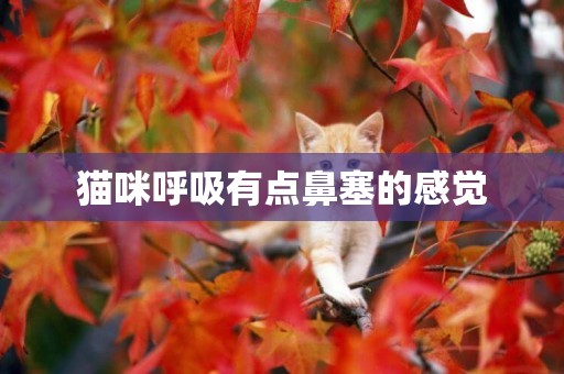 貓咪呼吸有點鼻塞的感覺