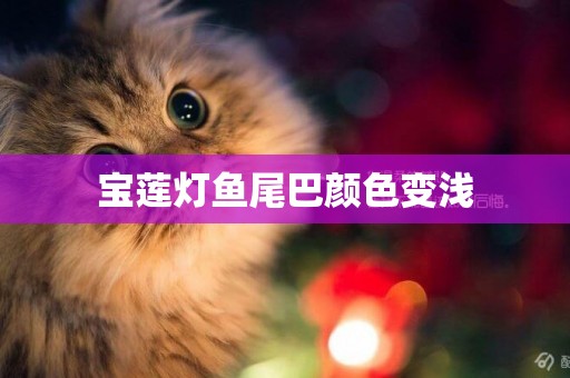 寶蓮燈魚尾巴顏色變淺
