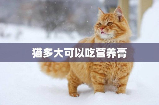 貓多大可以吃營養膏