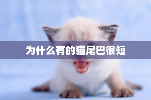 為什么有的貓尾巴很短