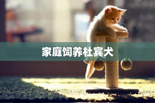 家庭飼養杜賓犬
