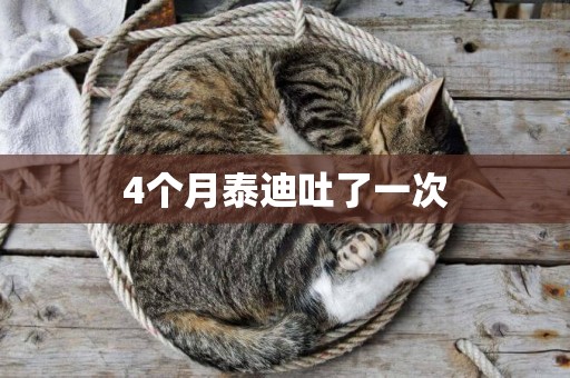 4個月泰迪吐了一次