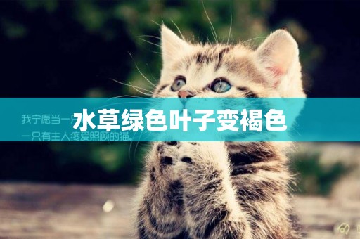 水草綠色葉子變褐色