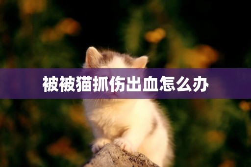 被被貓抓傷出血怎么辦