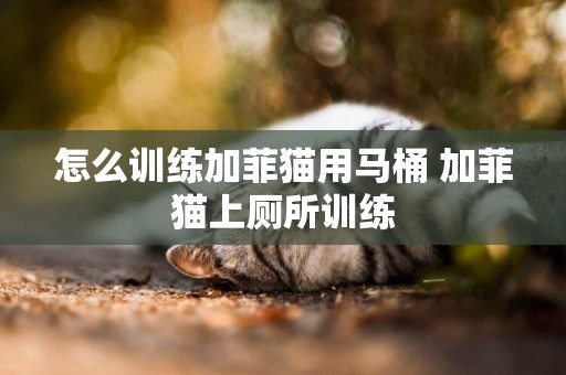 怎么訓練加菲貓用馬桶 加菲貓上廁所訓練
