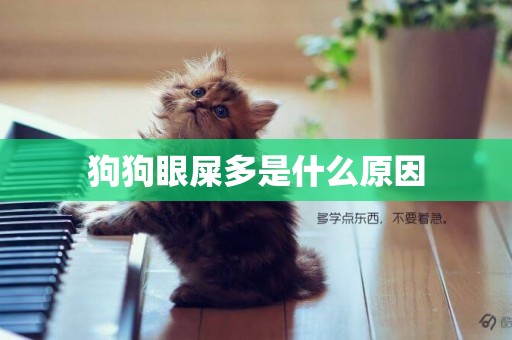 狗狗眼屎多是什么原因