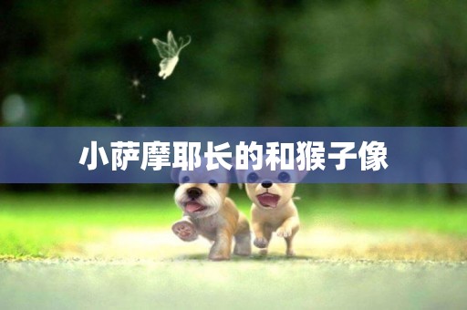 小薩摩耶長的和猴子像