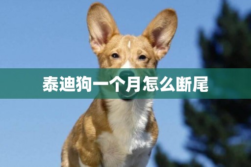 泰迪狗一個月怎么斷尾