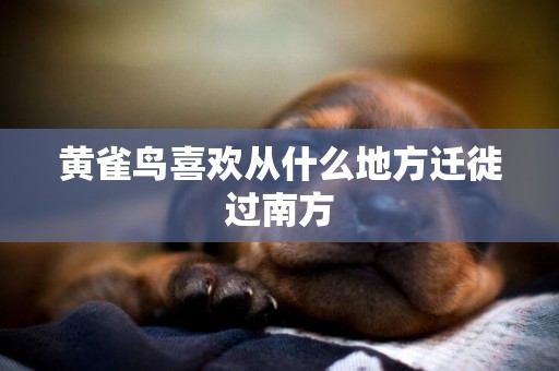 黃雀鳥喜歡從什么地方遷徙過南方