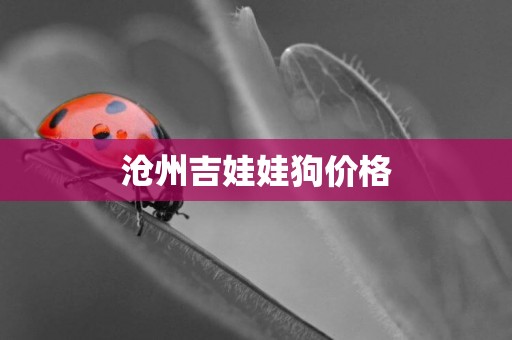 滄州吉娃娃狗價格