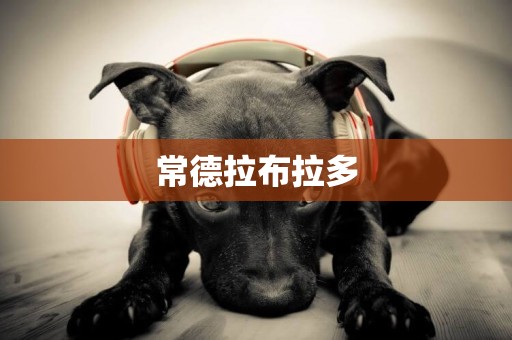 常德拉布拉多