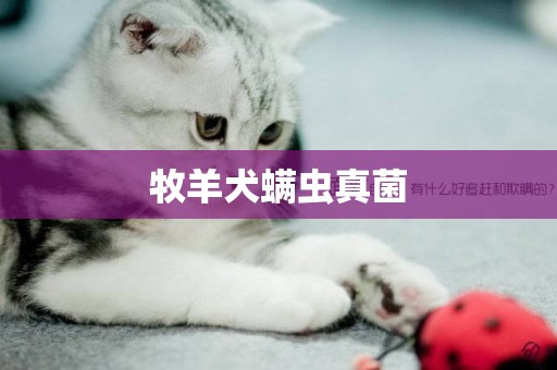 牧羊犬螨蟲真菌