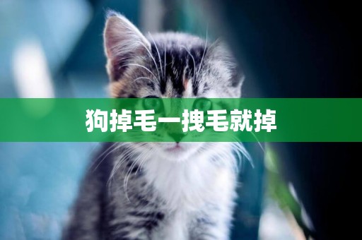 狗掉毛一拽毛就掉