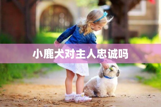 小鹿犬對主人忠誠嗎