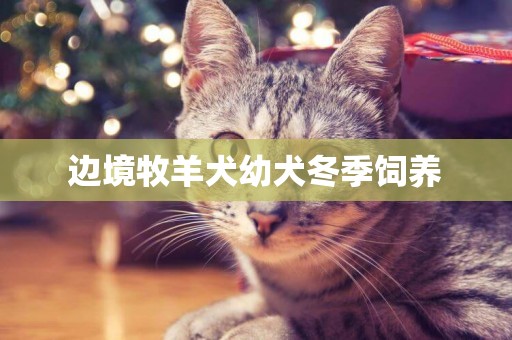 邊境牧羊犬幼犬冬季飼養