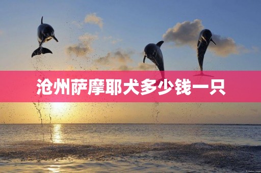 滄州薩摩耶犬多少錢一只