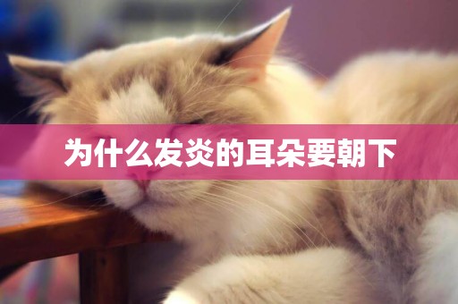 為什么發炎的耳朵要朝下