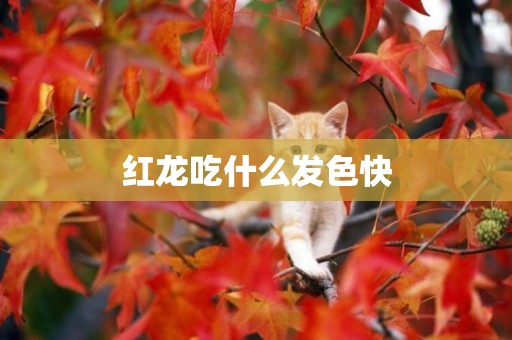 紅龍吃什么發色快