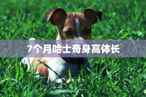 7個月哈士奇身高體長