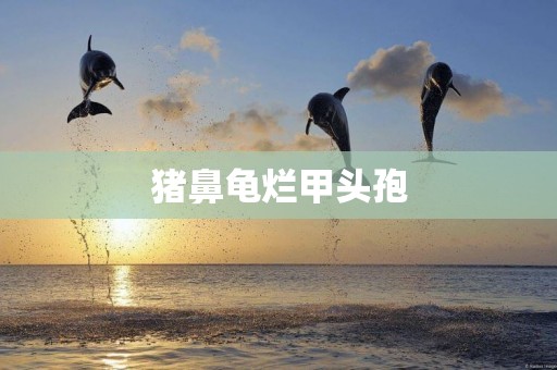 豬鼻龜爛甲頭孢