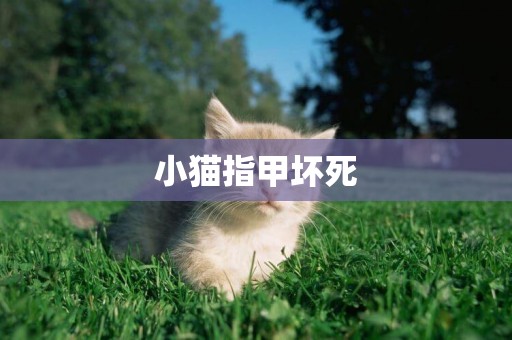 小貓指甲壞死