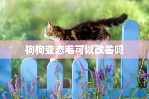 狗狗變態毛可以改善嗎