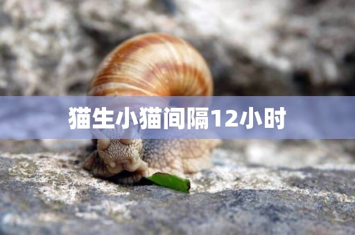 貓生小貓間隔12小時