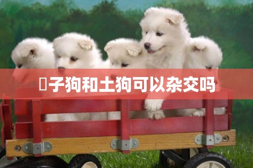 獅子狗和土狗可以雜交嗎